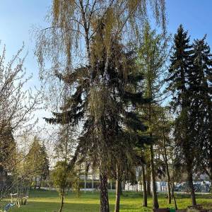 Zdjęcie przedstawia ogród społeczny wiosną. Widać drewniany leżak, świerki, brzozy, trawnik i placyk z ławkami. W tle materiały z kastoramy i blok.